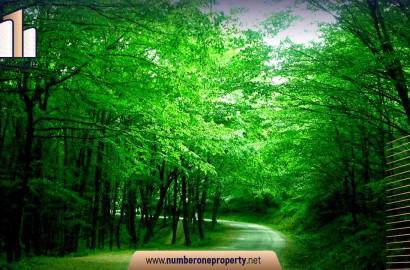 Learn about the Belgrade Forest in Turkey