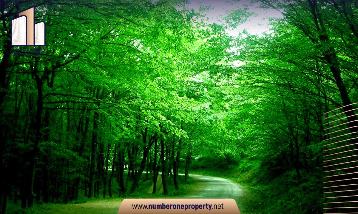 Learn about the Belgrade Forest in Turkey